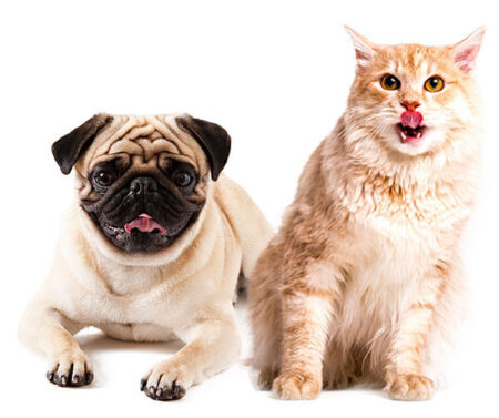 mascotas Mascotas