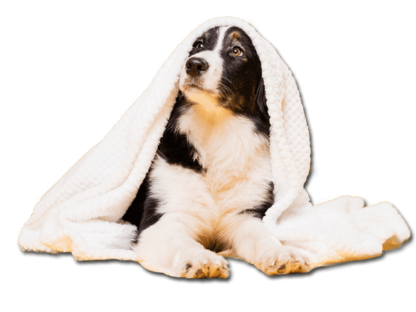 perro-spa servicios y productos para Mascotas