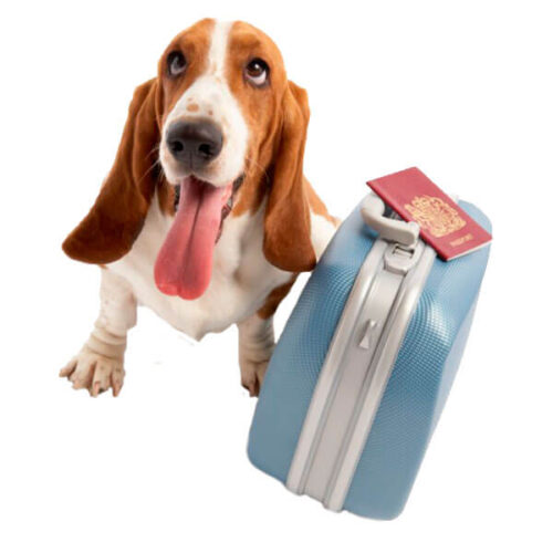 perro-viaje Mascotas Aerolíneas
