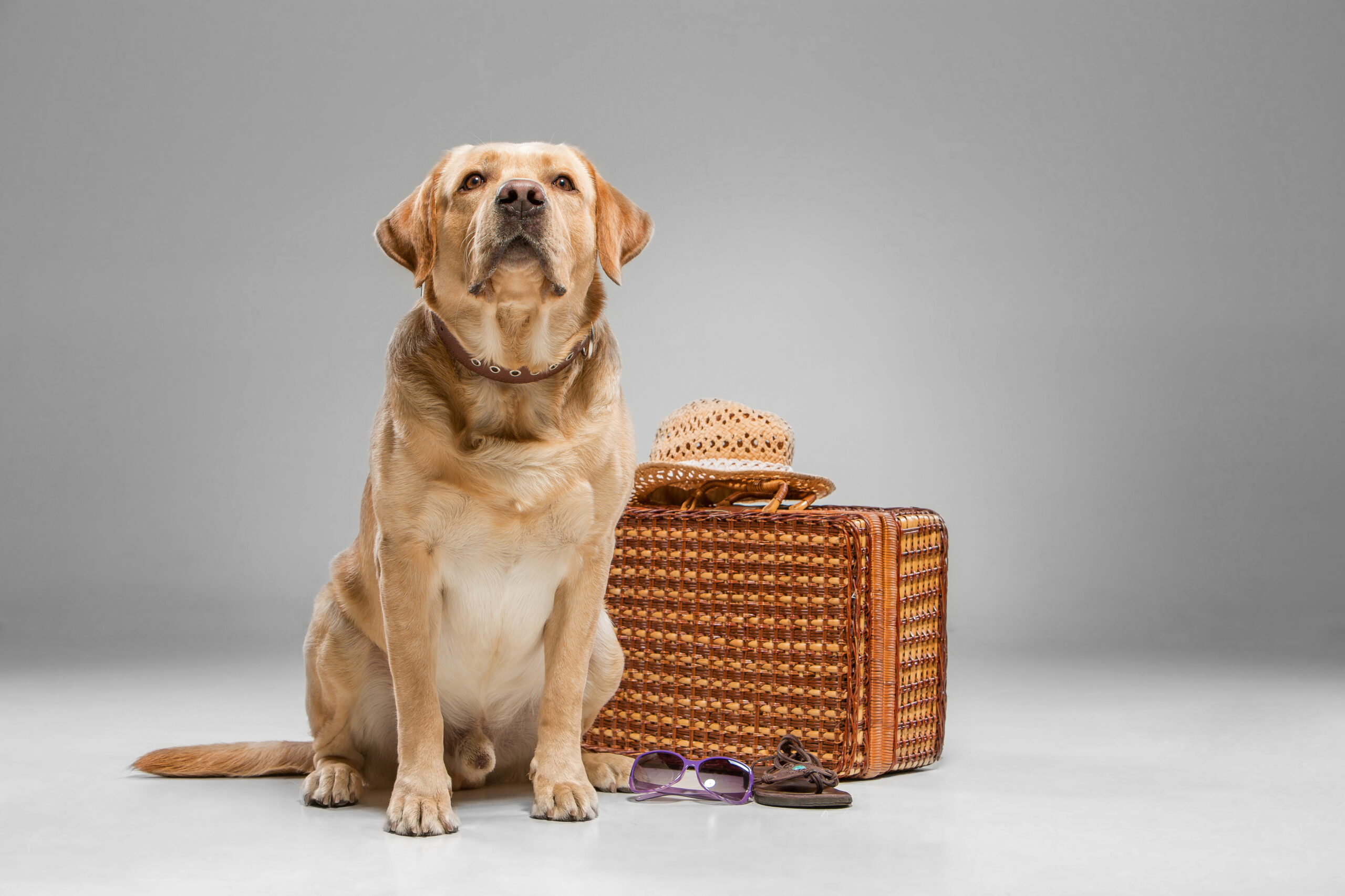 viaje internacional de mascotas como soporte emocional, viaje en cabina con su mascota