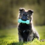juguetes para perros