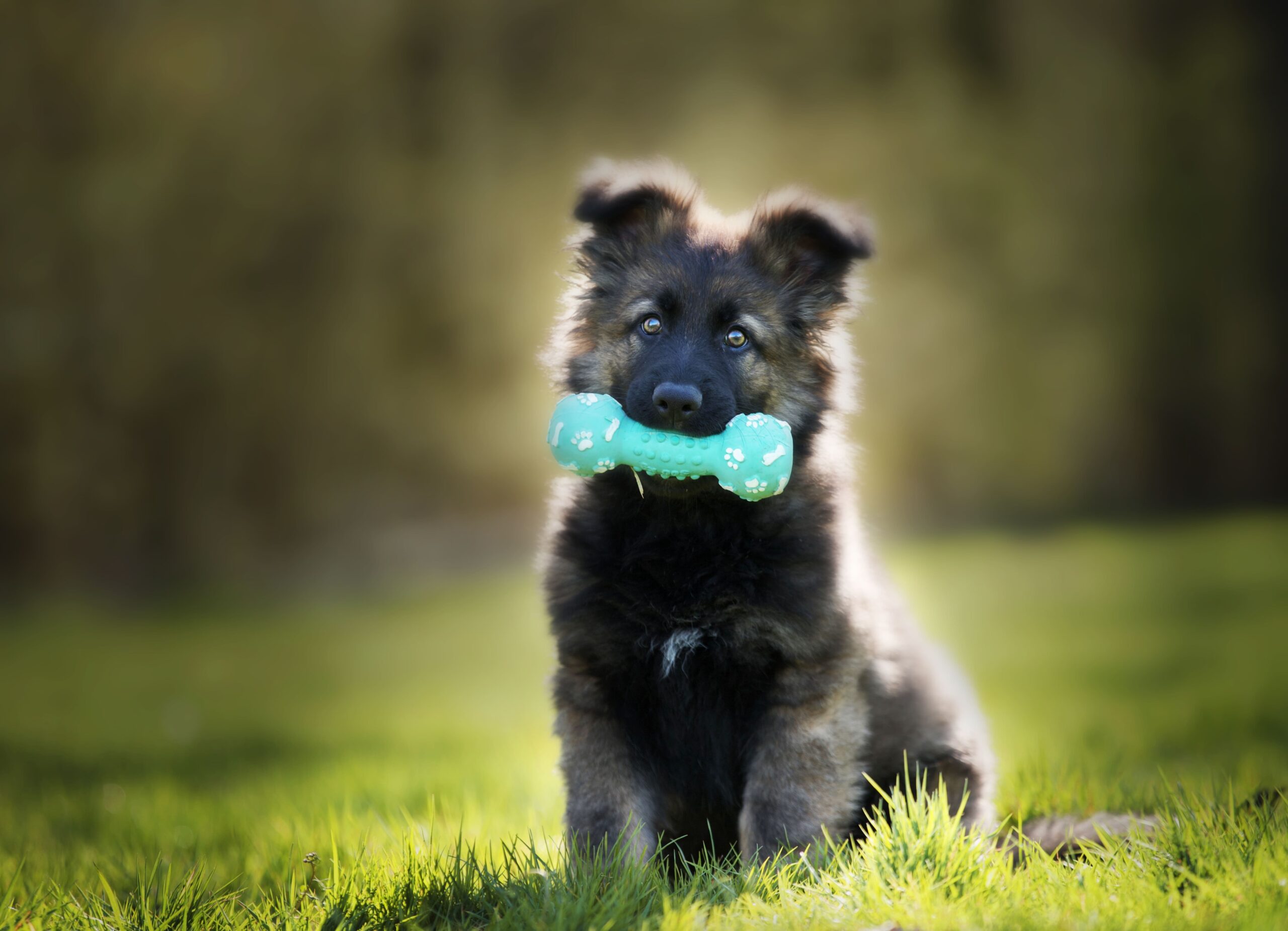 juguetes para perros