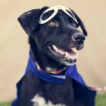 Viaje de perro a estados unidos