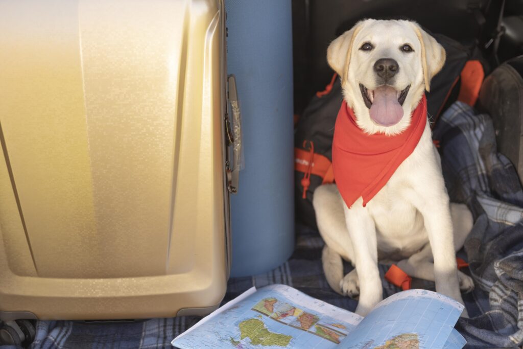 Consejos para viajar con tu mascota en la cabina del avión