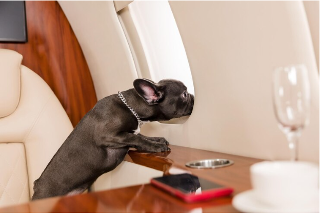 Consejos para Viajar Seguro con tu Mascota en Avión