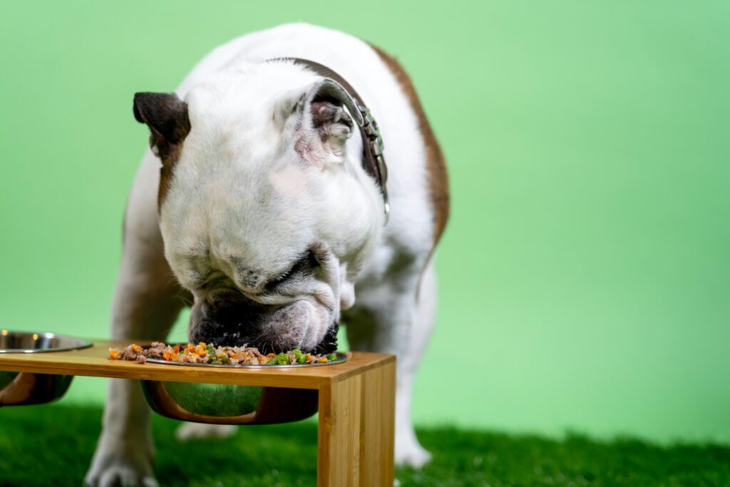 Descubre los Alimentos Prohibidos para tu Perro: Lo que Nunca Debes Darle