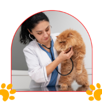 Veterinaria Veterinaria